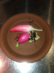 amuse bouche