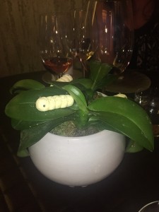 caterpillar