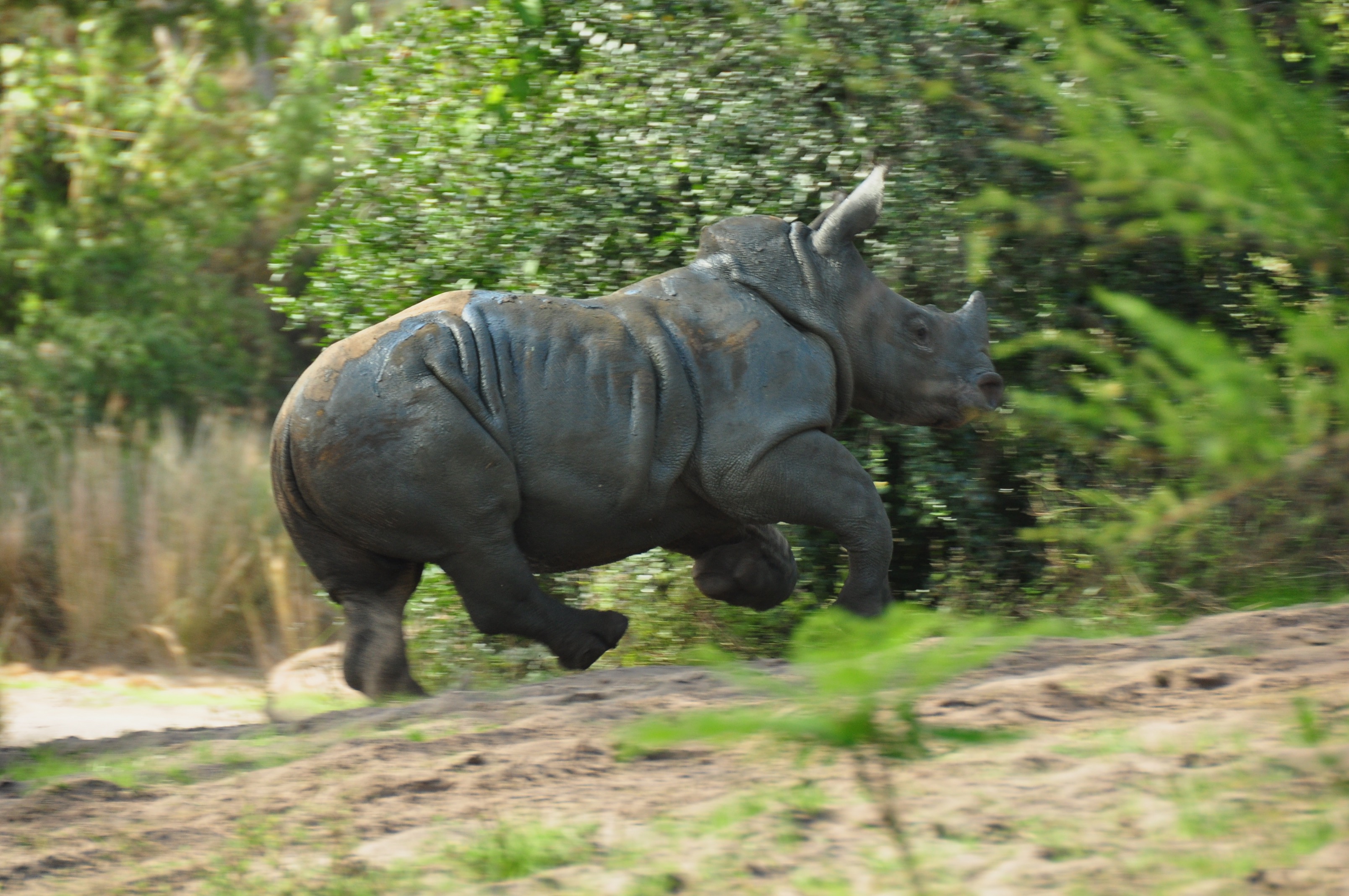 baby rhino!